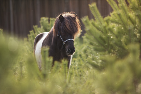 Islandpferd zwischen Nadelbäumen